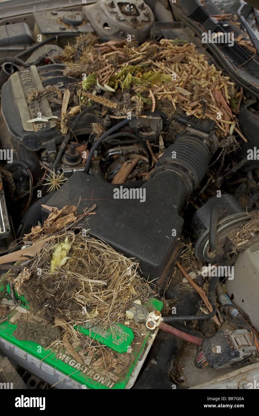 Whitethroated Woodrat (Neotoma albigula) Nest in Truck Engine  - Commonly known as packrats - Sonoran Desert Arizona - USA Stock Photo