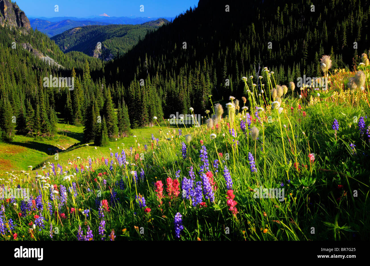 Wildflowers in the Berkeley Park area of Mount Rainier National Park in Washington state, USA Stock Photo