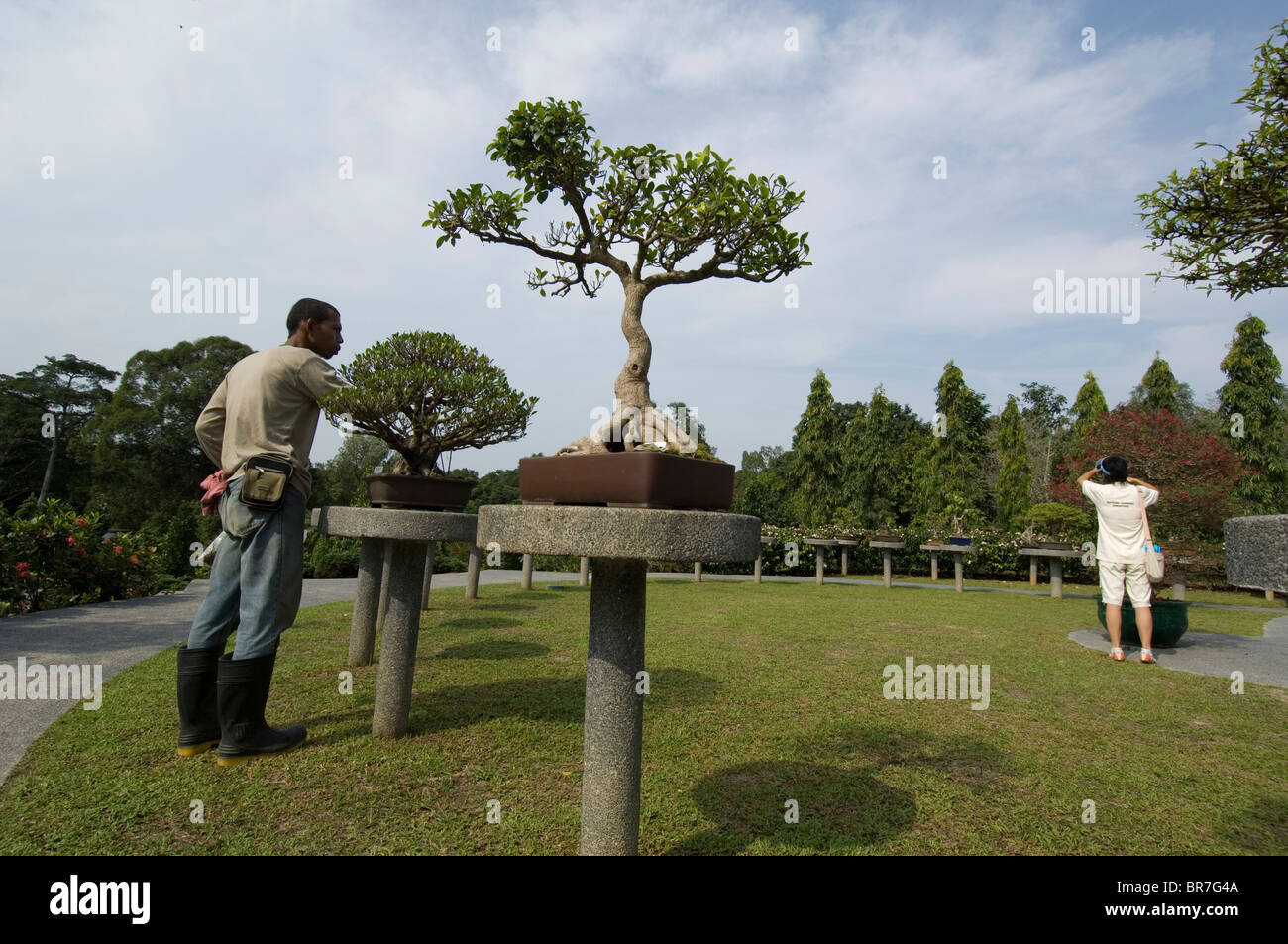 Two park workers tend to Bonsai trees Stock Photo Alamy