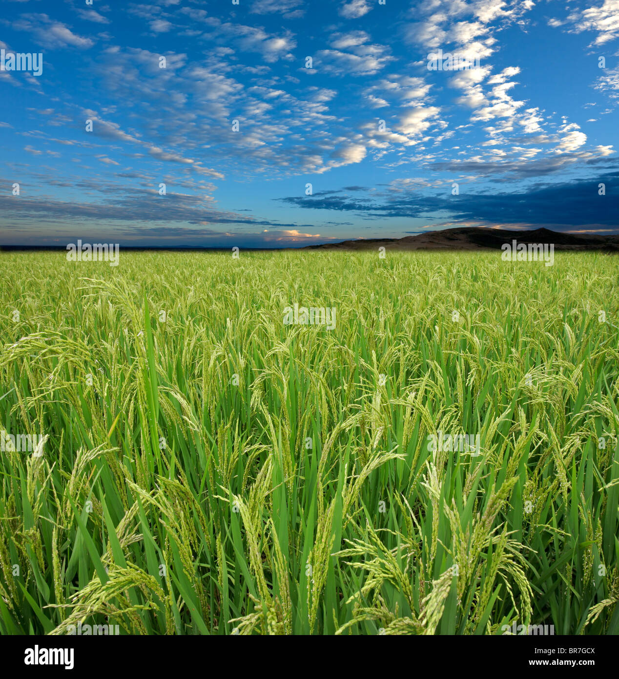 Lush green rice field with a blue sky and clouds Stock Photo