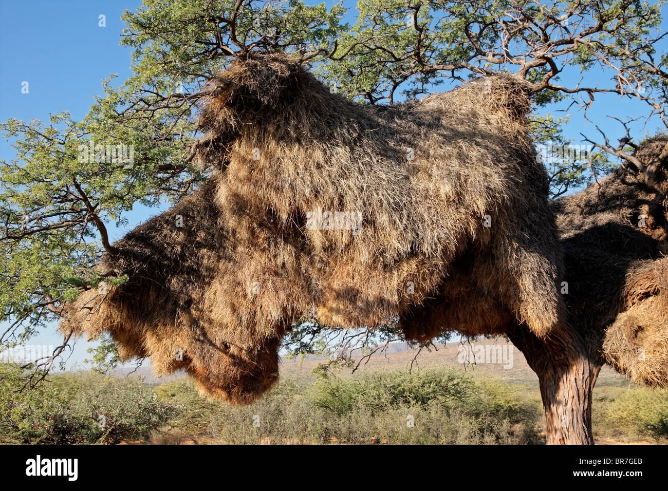 Communal nest of sociable weavers (Philetairus socius) in an African Acacia tree, Kalahari, South Africa Stock Photo