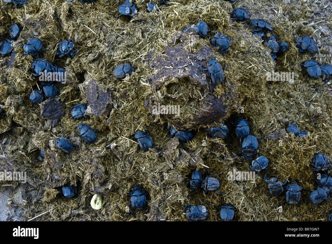 Dung beetles in elephant dung, Tembe National Elephant Park, Kwazulu-Natal, South Africa Stock Photo