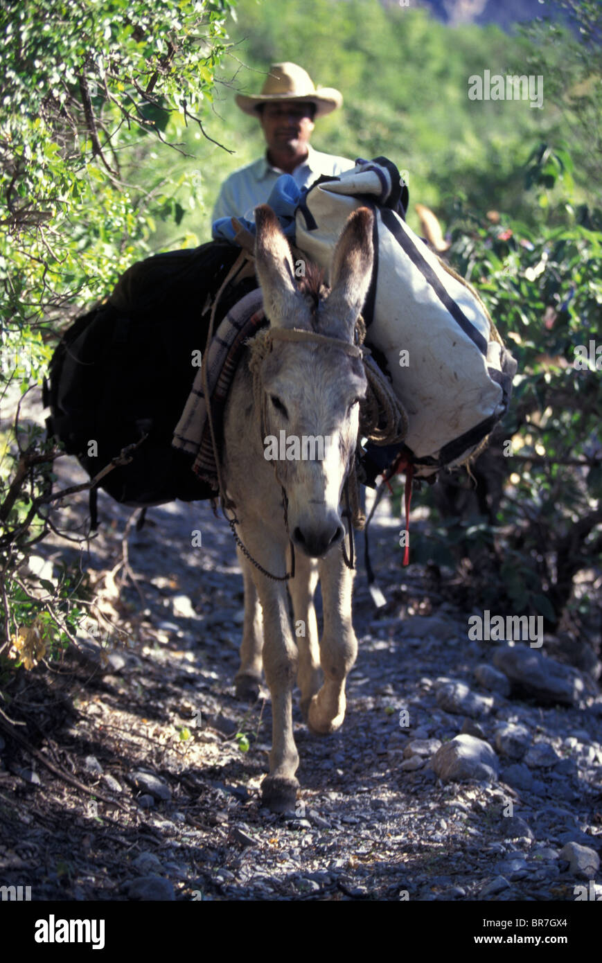 Local man walking behind a pack donkey near El Potrero Chico Mexico. Stock Photo