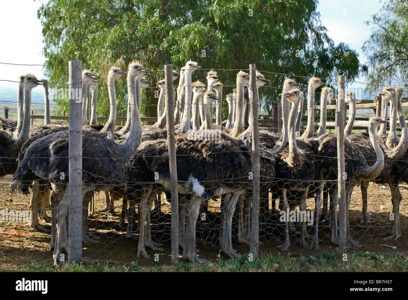 Ostriches at Highgate Ostrich Show Farm, Oudtshoorn, South Africa Stock Photo