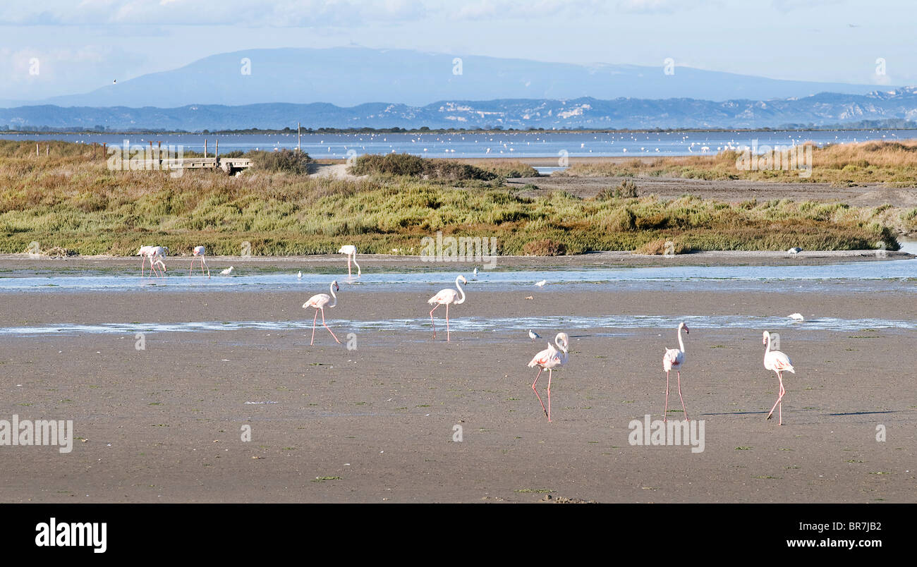 flamingos in Camargue. Stock Photo