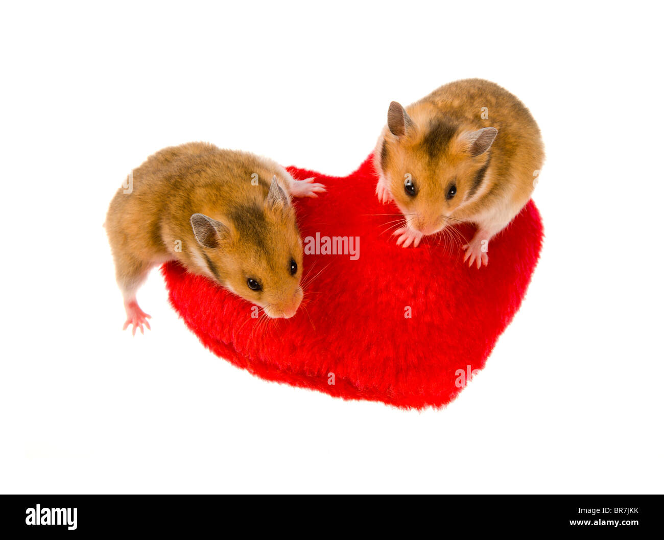 2 two young hamster goldhamster on red heart cutout infant  Mesocricetus auratus colored sit sitting up upright stand standing l Stock Photo