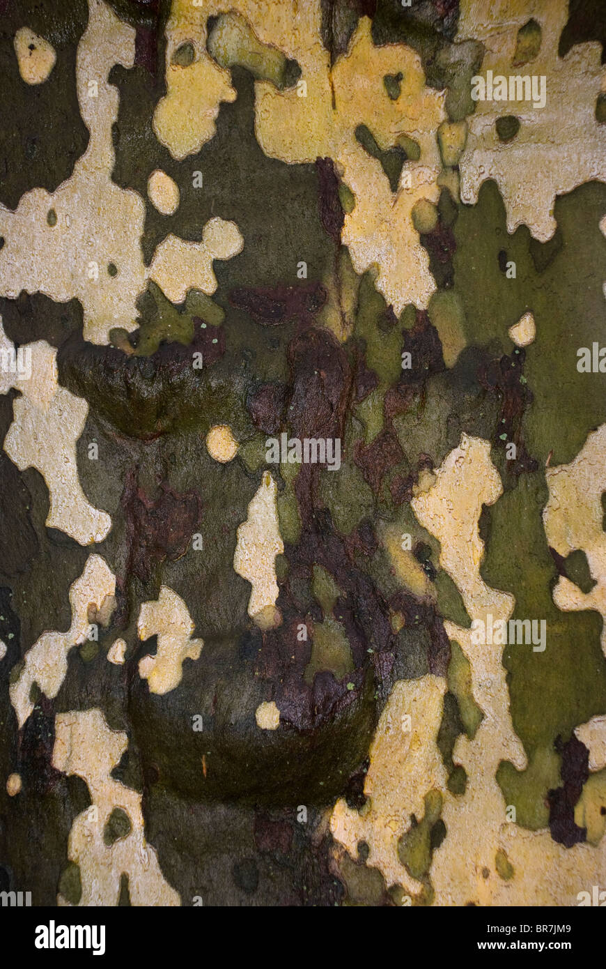 vertical close-up of tree bark on trunk of London Plane (Platanus x acerifolia [Aiton] Willd) Stock Photo