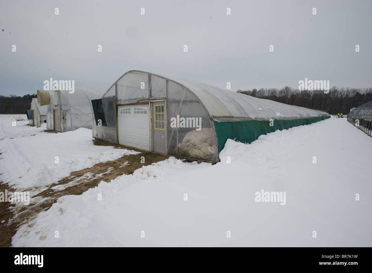 Dave Lankford, Davon Crest II farm, Trappe MD Stock Photo Alamy