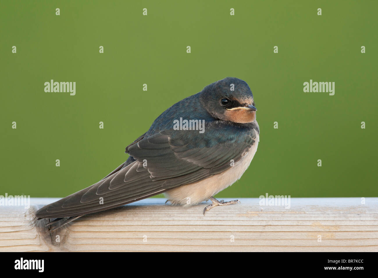 Barn Swallow Hirundo Rustica Juvenile Perched On Farm Gate Stock