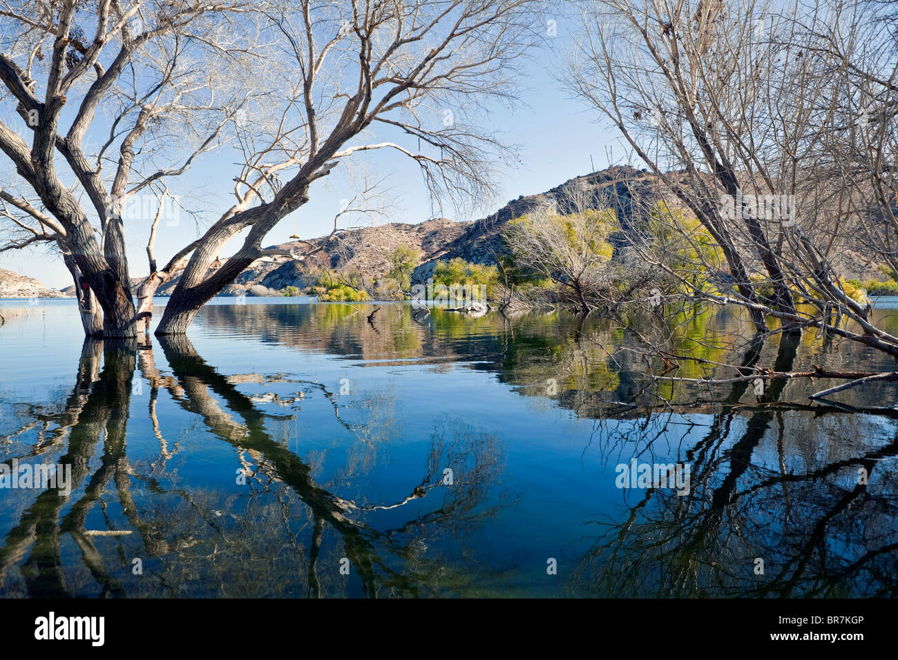 Mojave desert Cottonwood trees in high lake water. Stock Photo