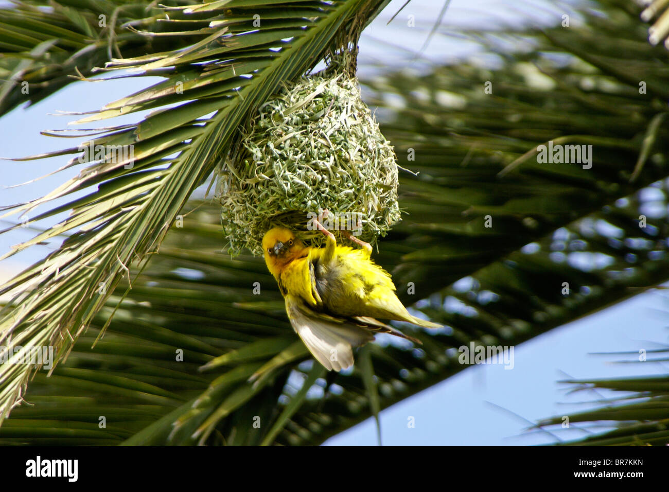 Weaver bird building nest in palm tree, South Africa Stock Photo