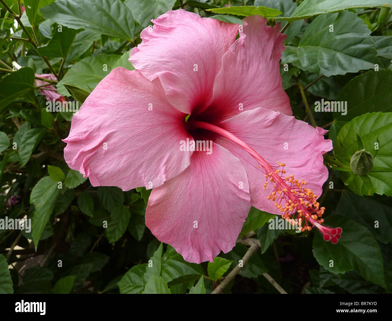 Parts of hibiscus hires stock photography and images Alamy