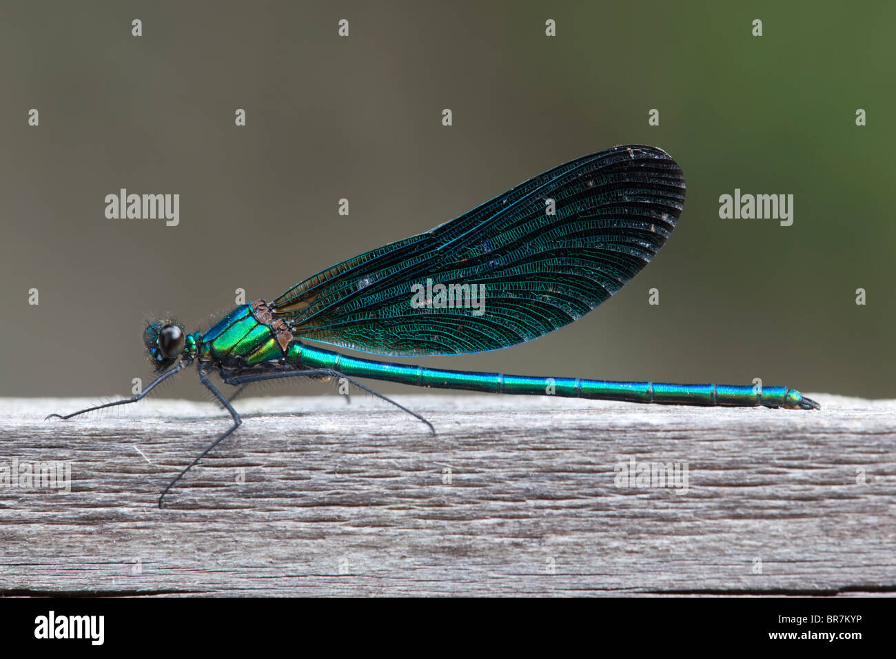 Beautiful Demoiselle; Calopteryx virgo; male Stock Photo