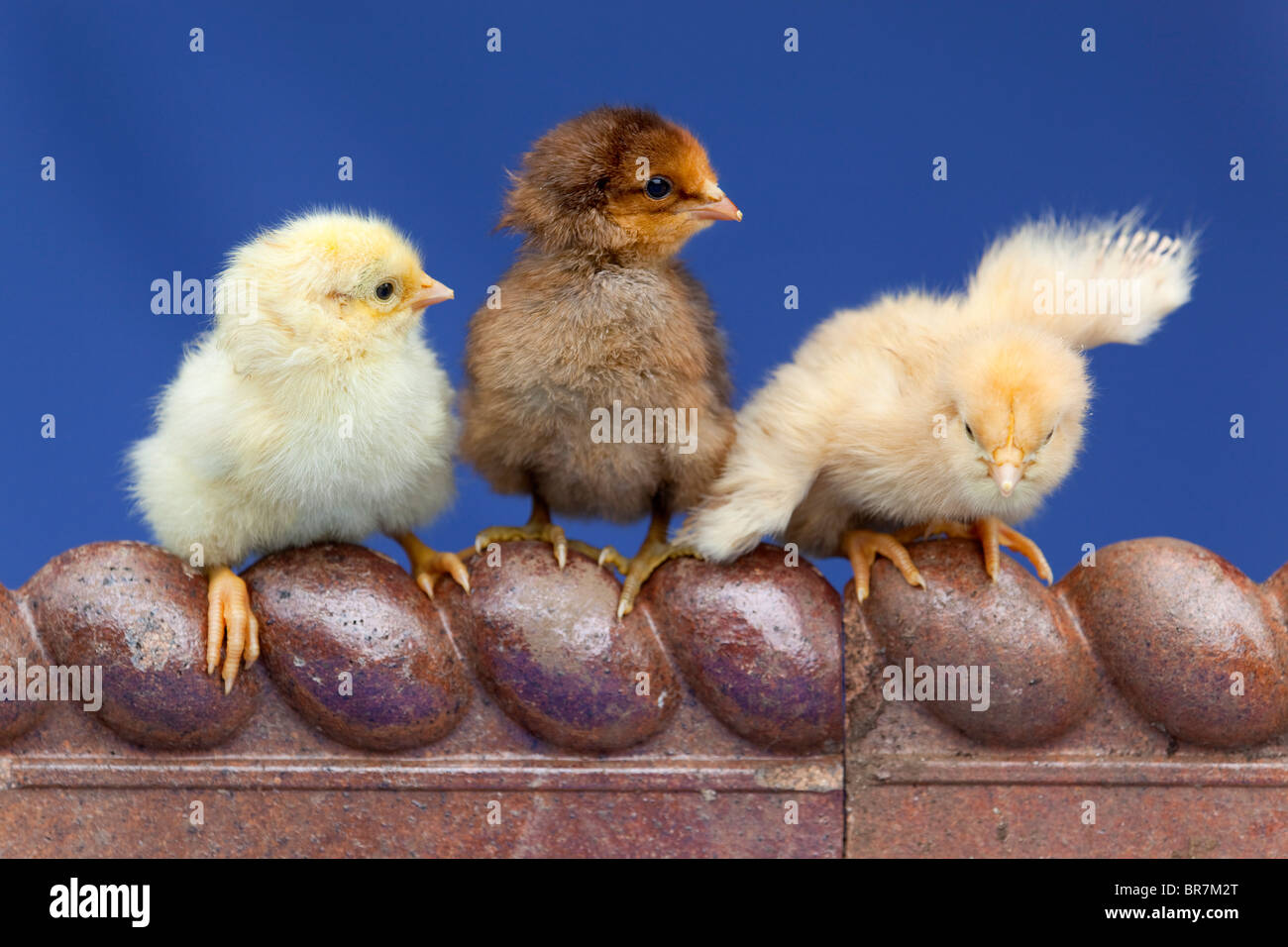 Chicks on the edge of a tile Stock Photo