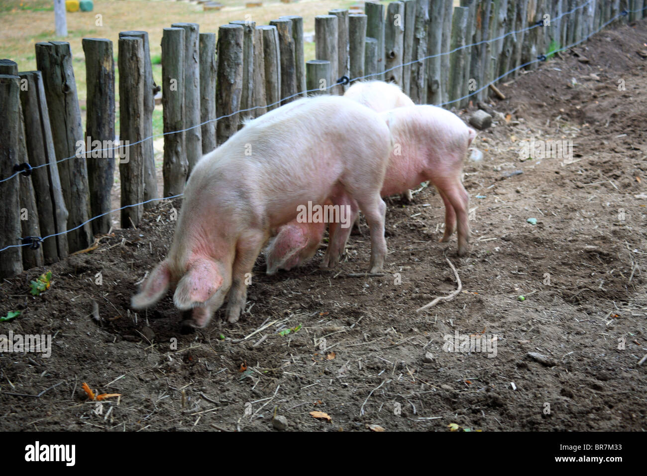 Pigs foraging in outside pen, Poul Fetan, Quistinic, Morbihan, Brittany, Bretagne, France Stock Photo