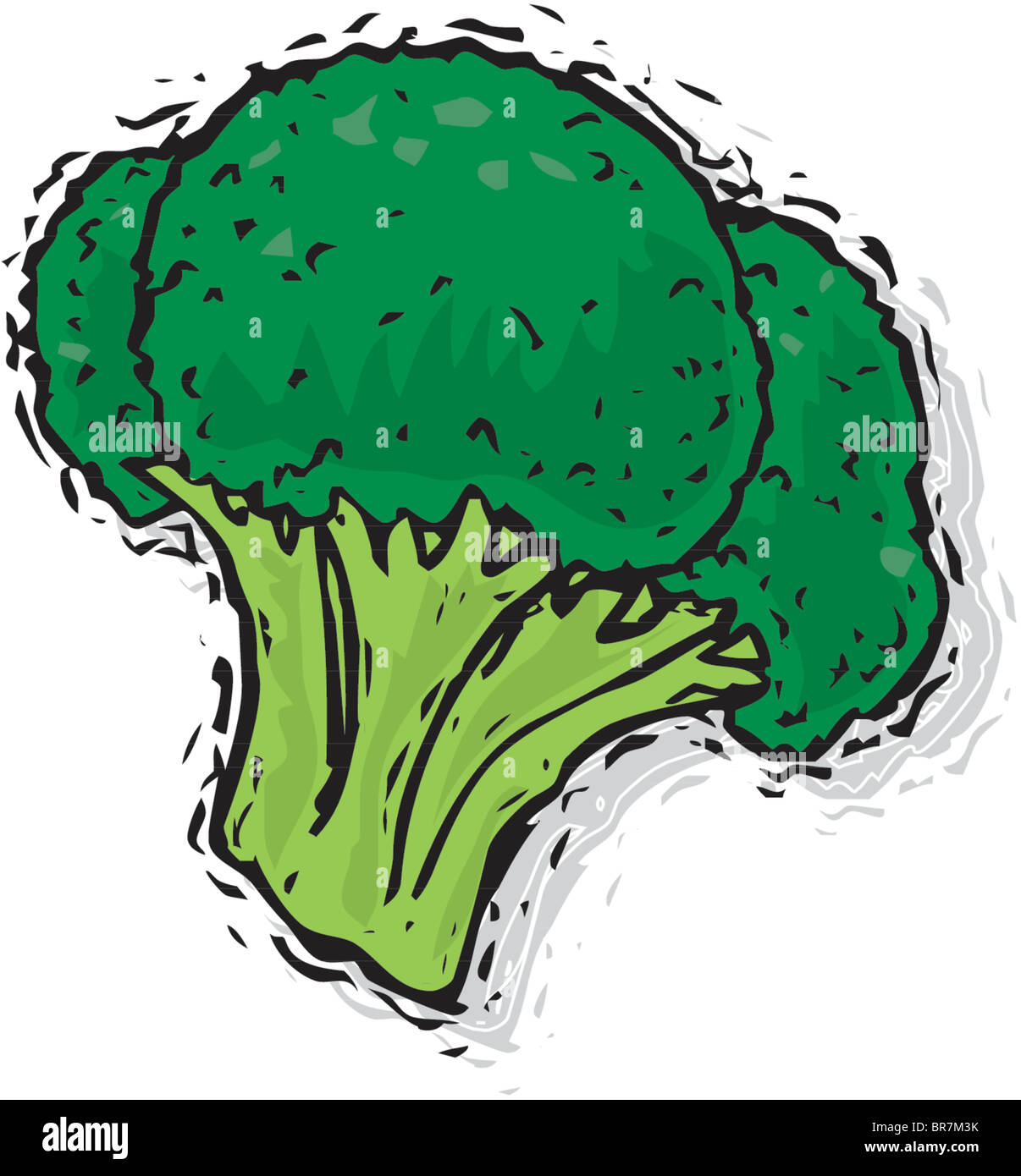 Broccoli drawing Cut Out Stock Images & Pictures Alamy