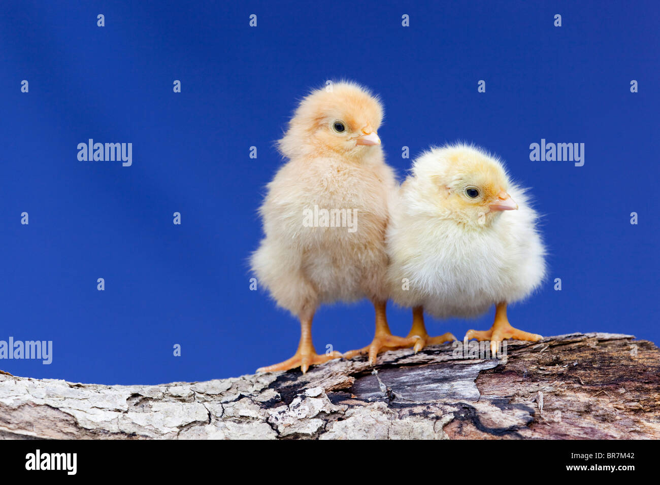 Chicks on a log Stock Photo