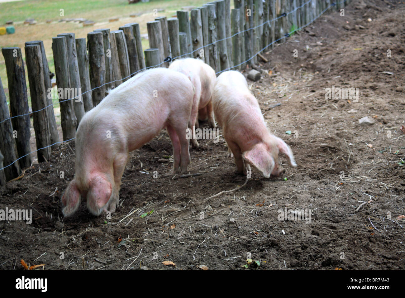 Pigs foraging in outside pen, Poul Fetan, Quistinic, Morbihan, Brittany, Bretagne, France Stock Photo