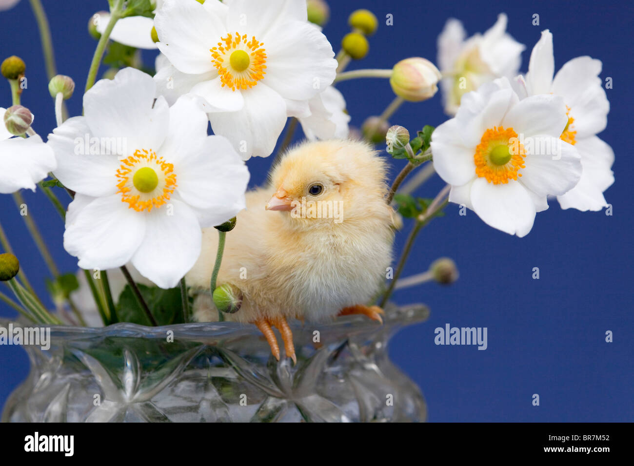 Chick with flowers Stock Photo