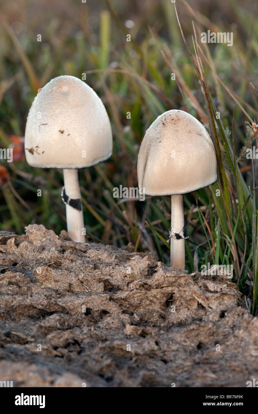 Dung Mottle-gill; Panaeolus semiovatus; fungi; Croft Pascoe NNR; Cornwall Stock Photo