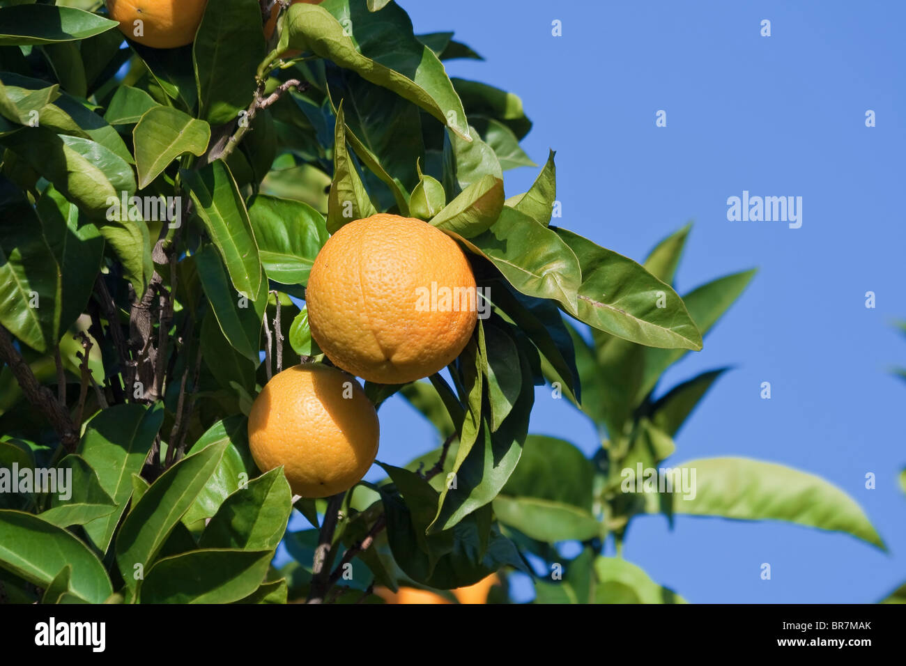 ripe oranges are hanging on a tree under a bright blue sky Stock Photo