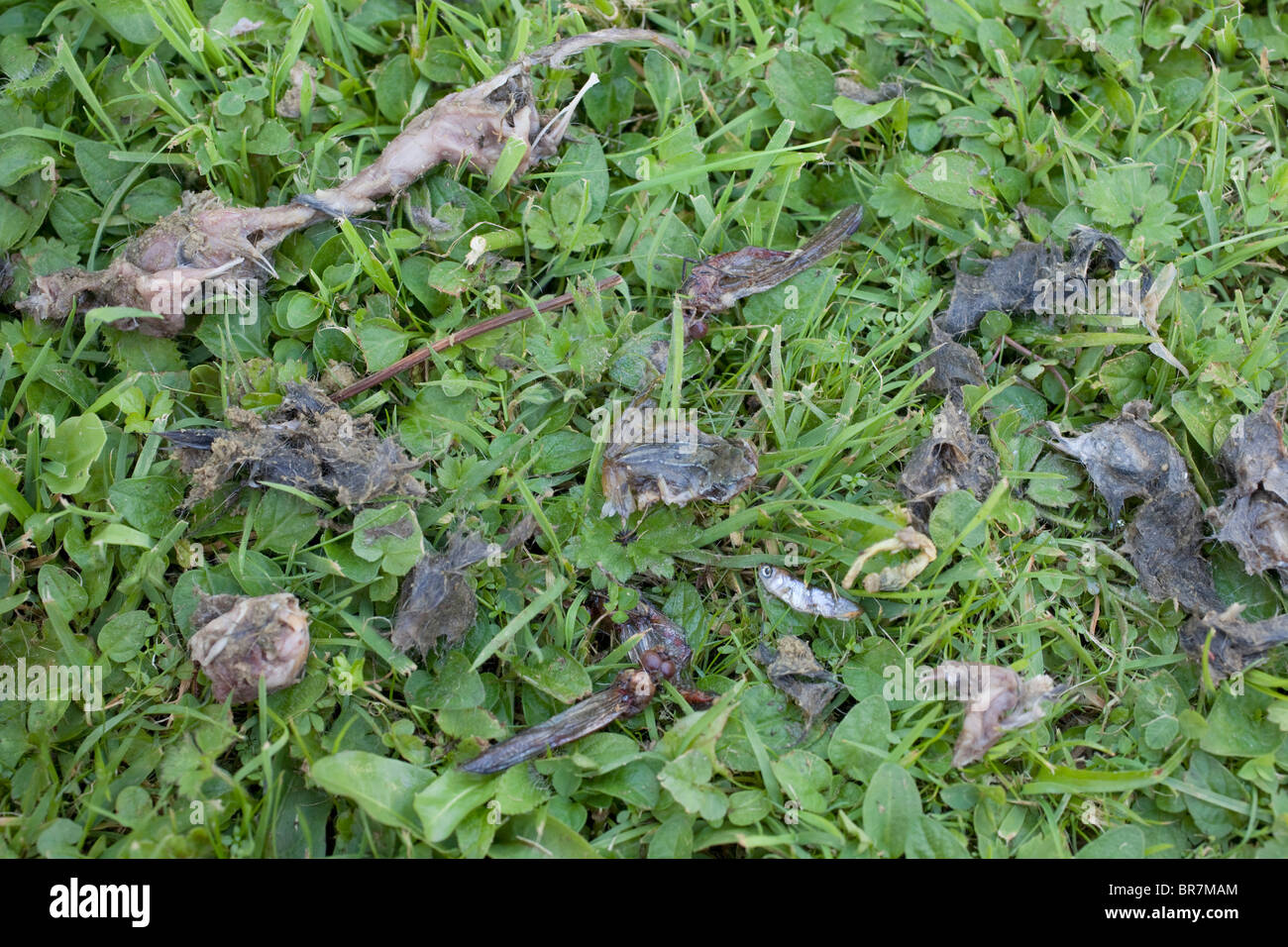 Grey Heron pellet contents; spread out on grass Stock Photo