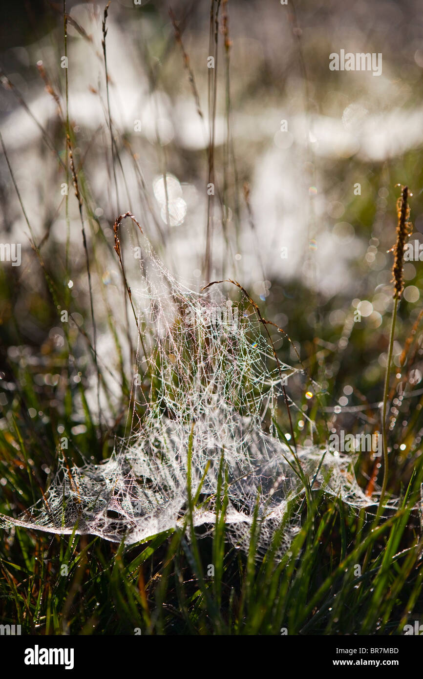 Cobwebs; early morning; Croft Pascoe National Nature Reserve; Cornwall Stock Photo