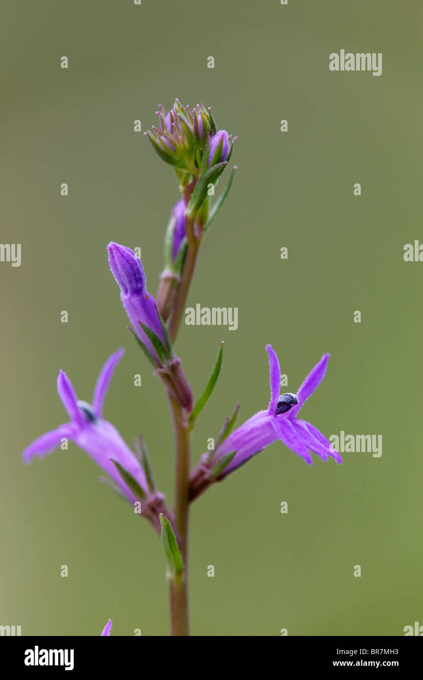 Heath Lobelia; Lobelia urens Stock Photo