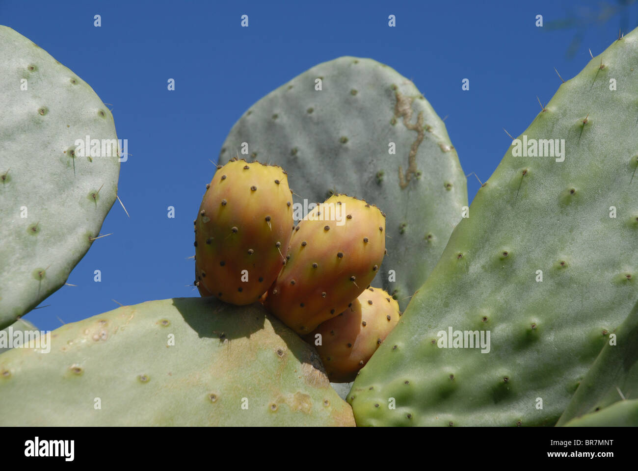 Opuntia, Prickly Pear Cactus, Spain Stock Photo