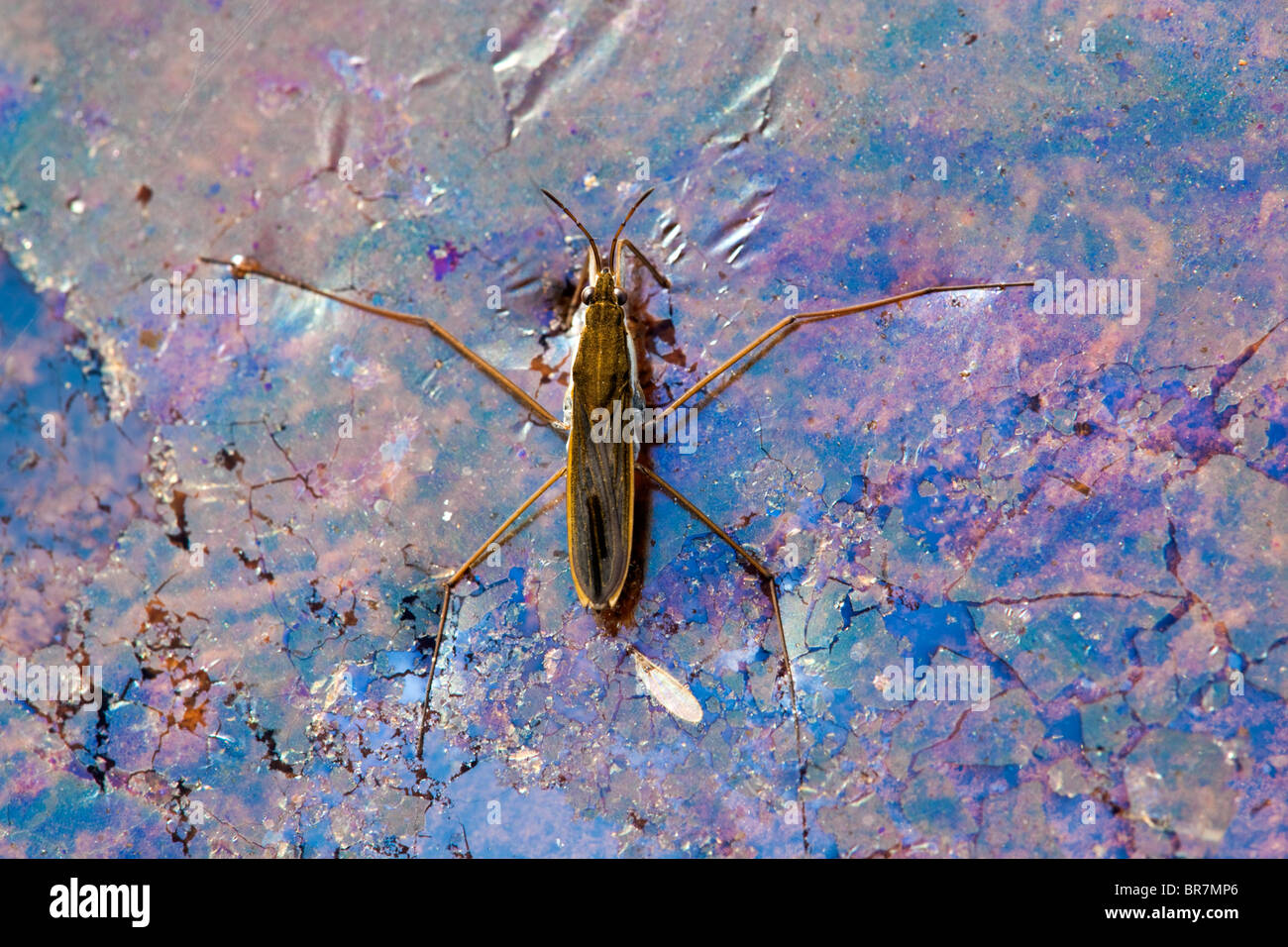 Common Pond Skater; Gerrislacustris; on oily film Stock Photo