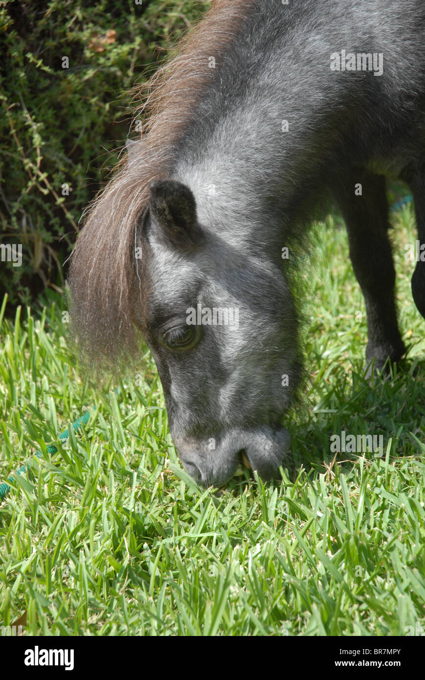 Falabella miniature horse grazing, Spain Stock Photo