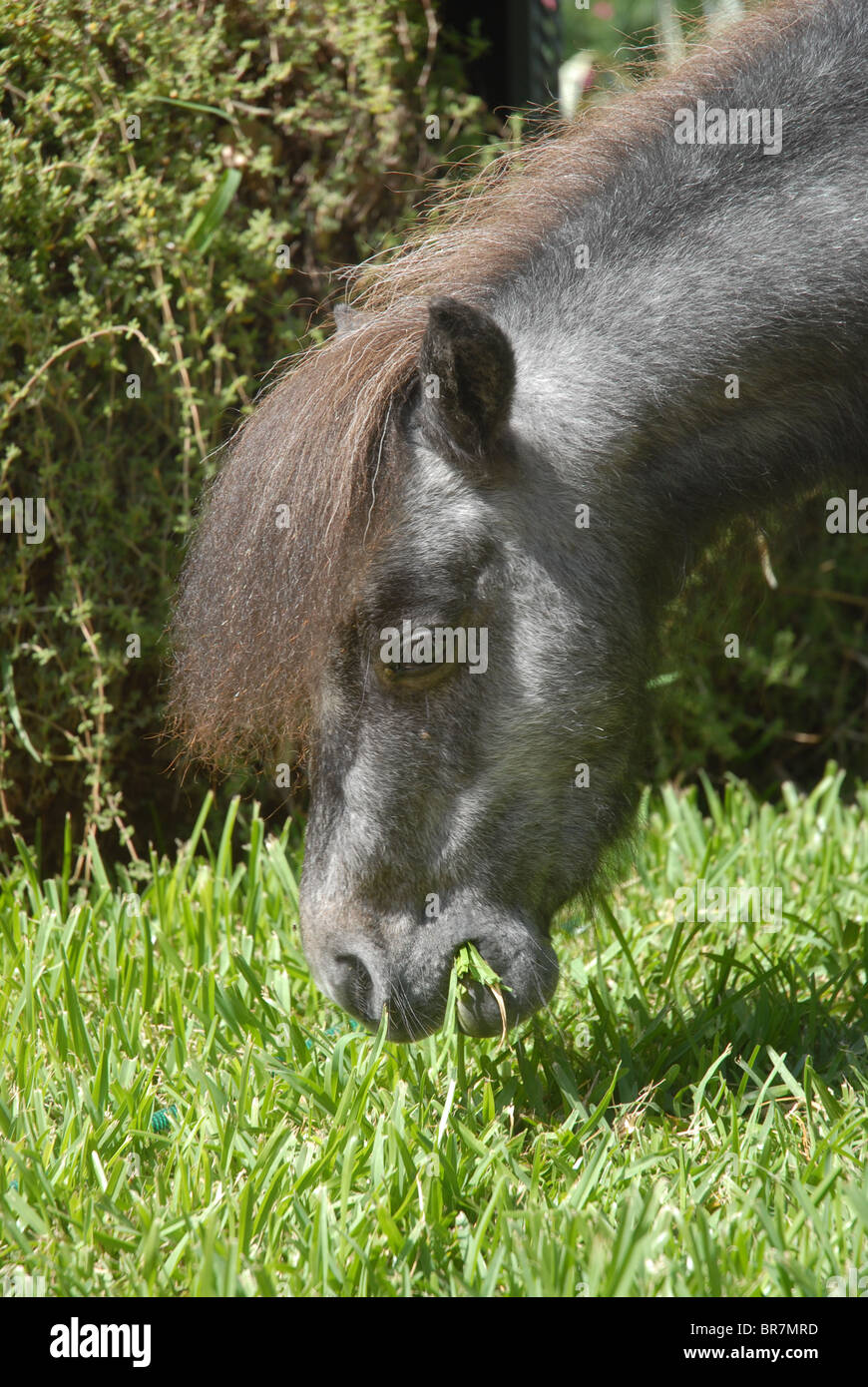 Falabella miniature horse grazing, Spain Stock Photo