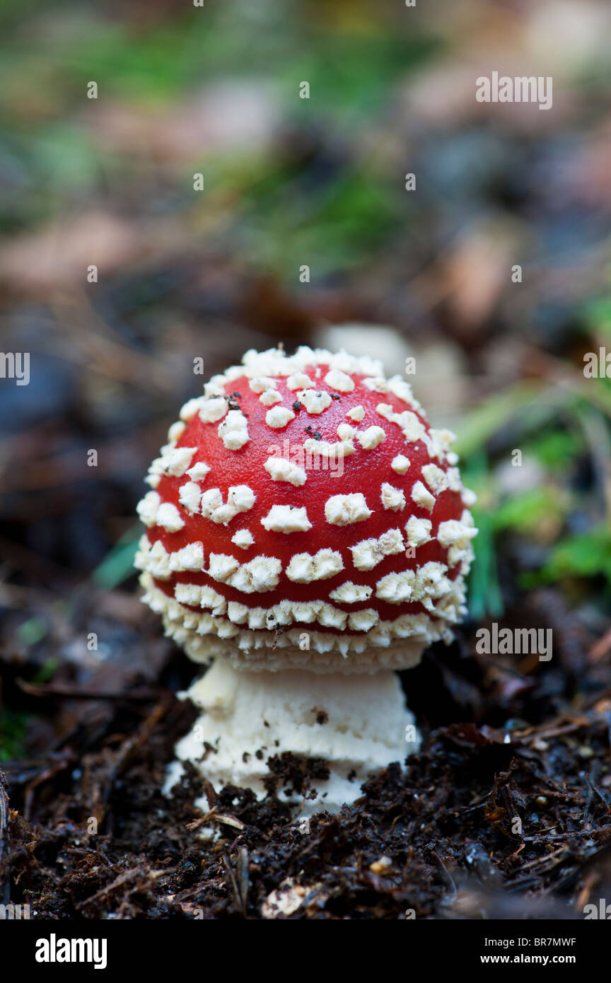 Amanita muscaria, Fly agaric mushroom growing in an english woodland. Stock Photo