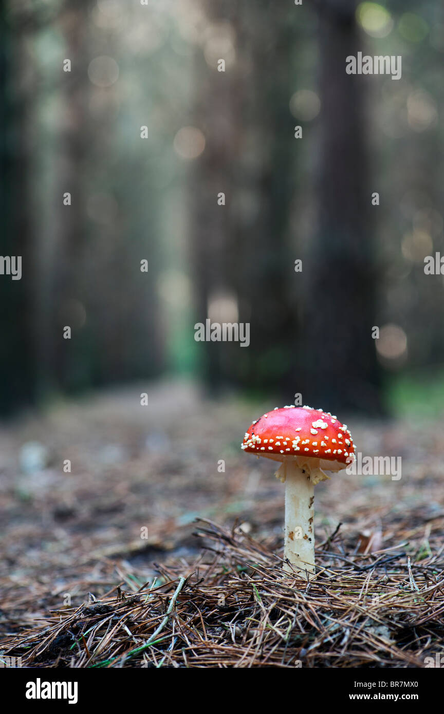 Amanita muscaria, Fly agaric mushroom in an english woodland. Stock Photo
