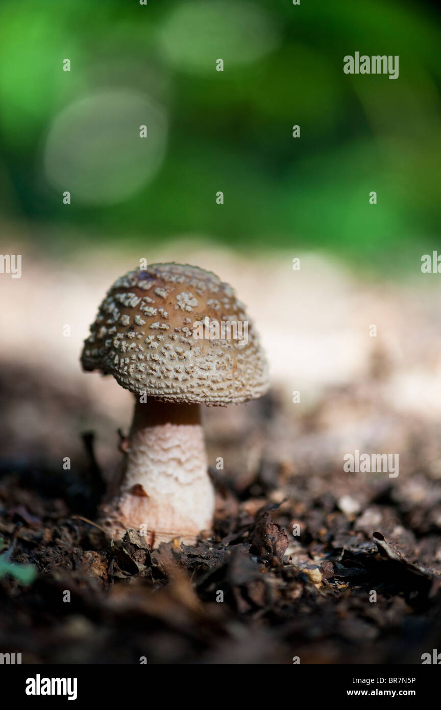 Amanita pantherina, Panther cap mushroom Stock Photo