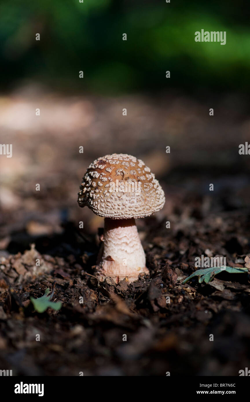 Amanita pantherina, Panther cap mushroom Stock Photo