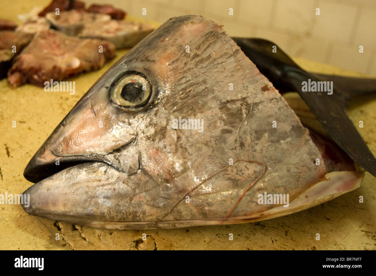 Tuna head hires stock photography and images Alamy