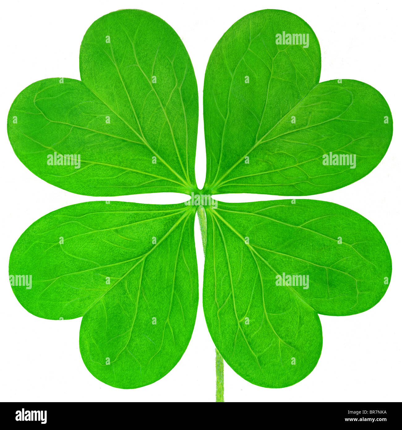 Clover shape Cut Out Stock Images & Pictures - Alamy