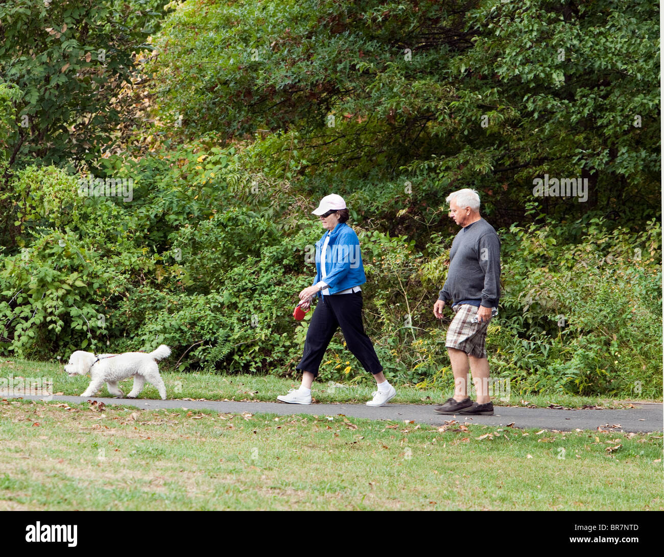 A senior couple man and woman walking their little white dog in the ...