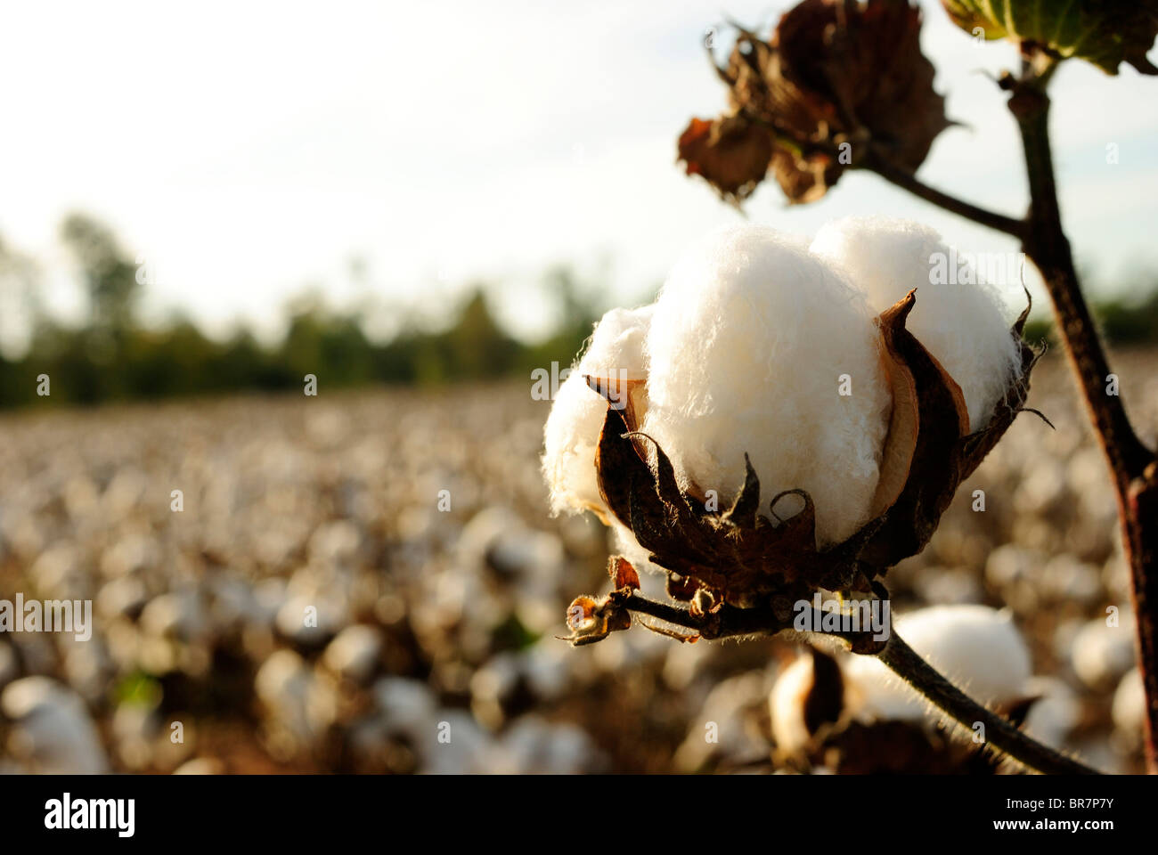 Green cotton boll hi-res stock photography and images - Alamy