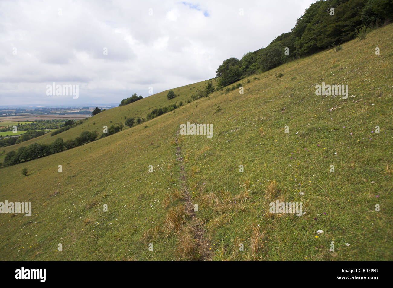 Chalk downland grassland nature reserve at Aston Rowant, Oxfordshire in August. Stock Photo