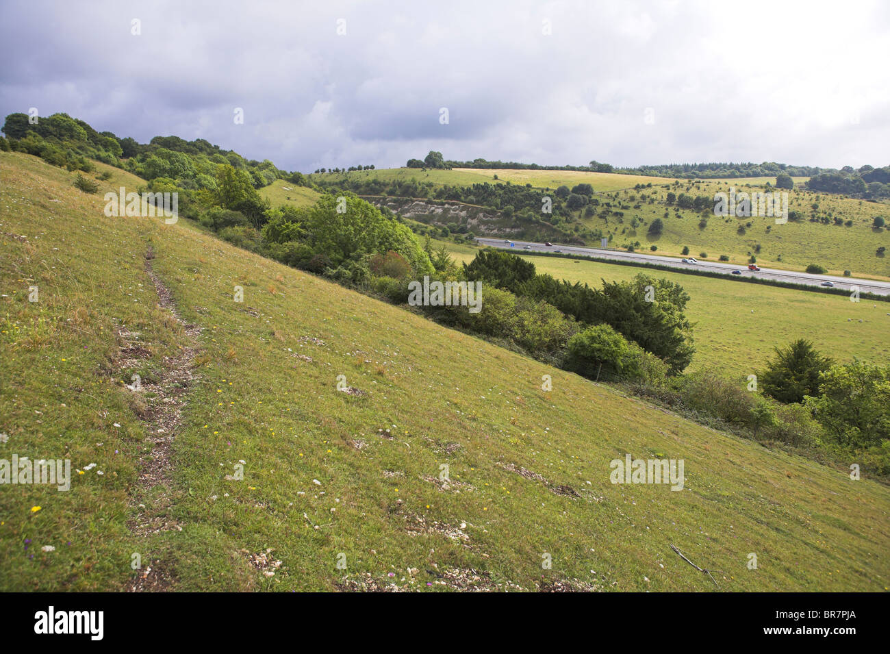 Chalk downland grassland nature reserve at Aston Rowant, Oxfordshire in August. Stock Photo