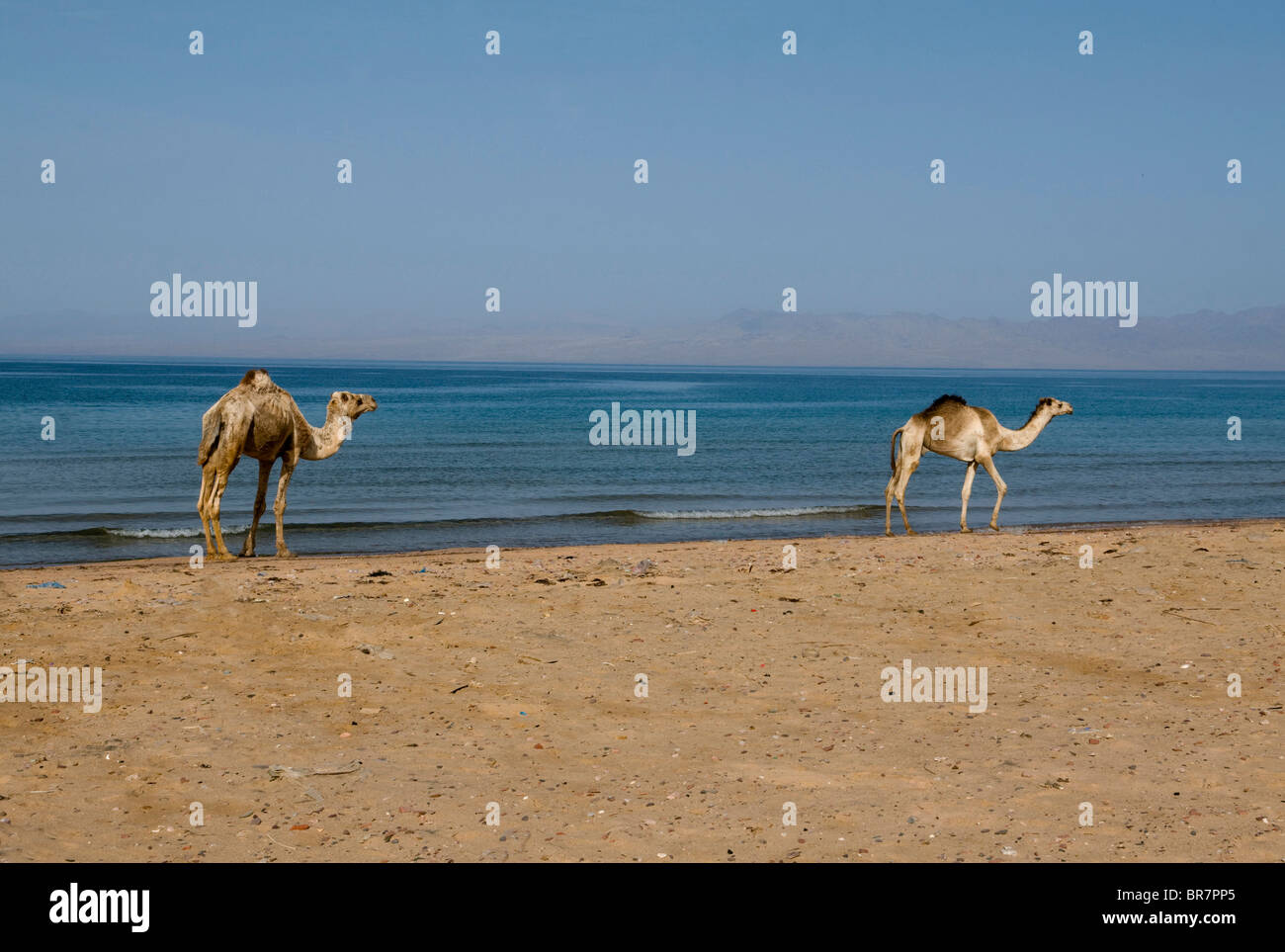 camels walking along the beach next to the Red Sea in the Sinai Desert of Egypt Stock Photo