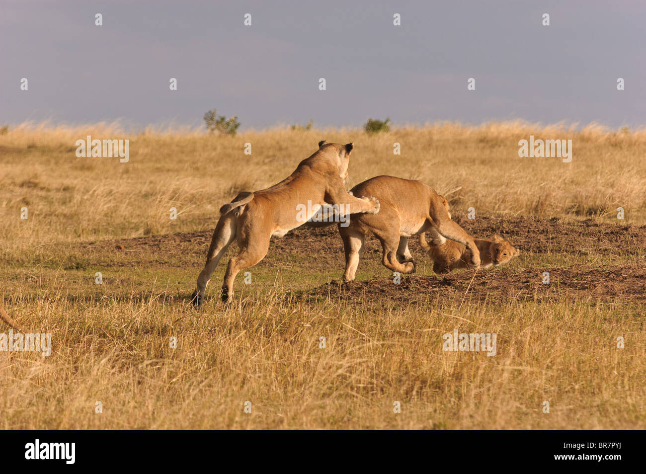 Lions playing - Mara reserve of Kenya Stock Photo