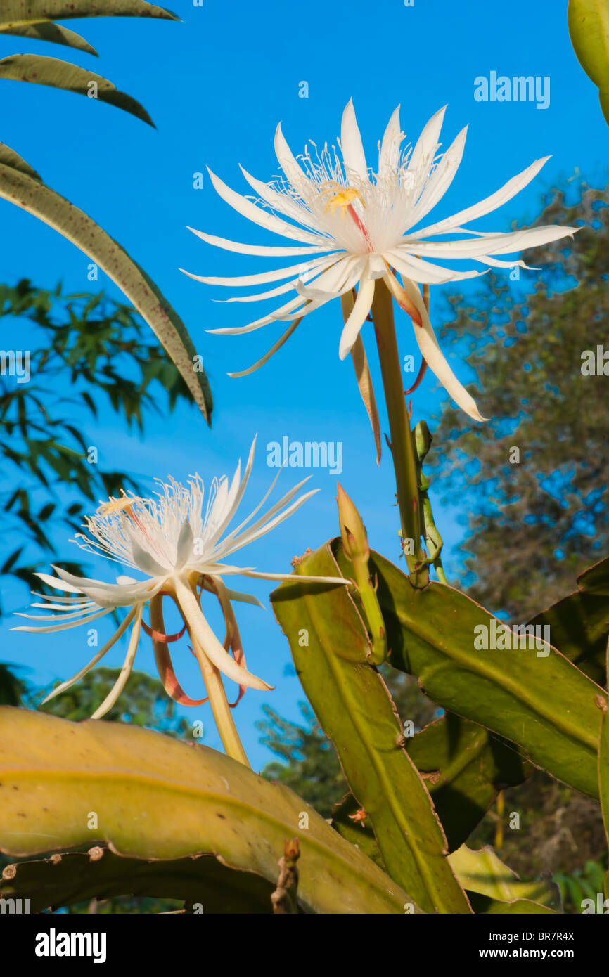 Night-Blooming Cereus Stock Photo