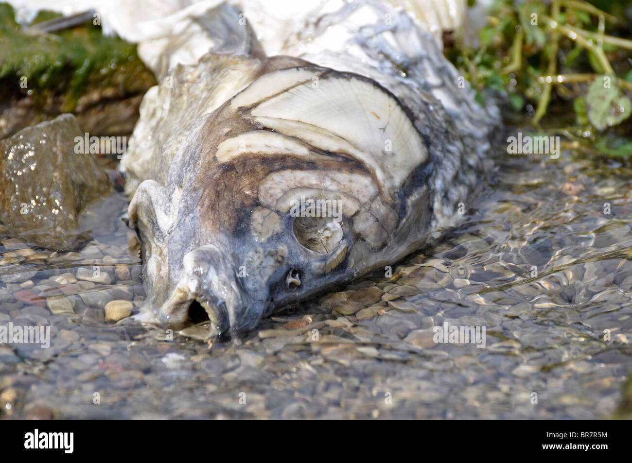 Fish Carcass on Lake Shore Stock Photo Alamy