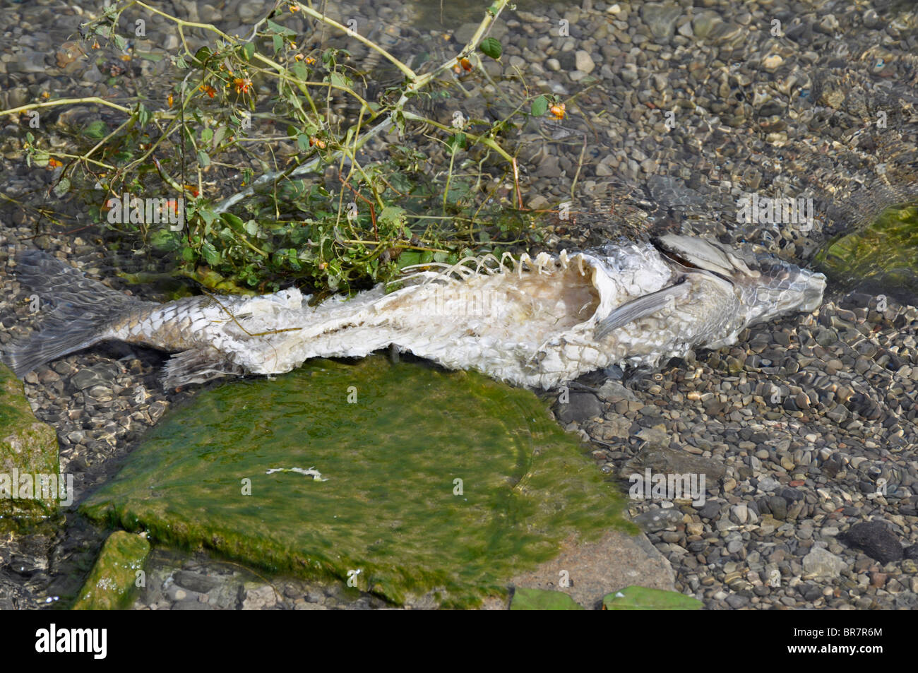 Fish Carcass at the Lake Shore Stock Photo