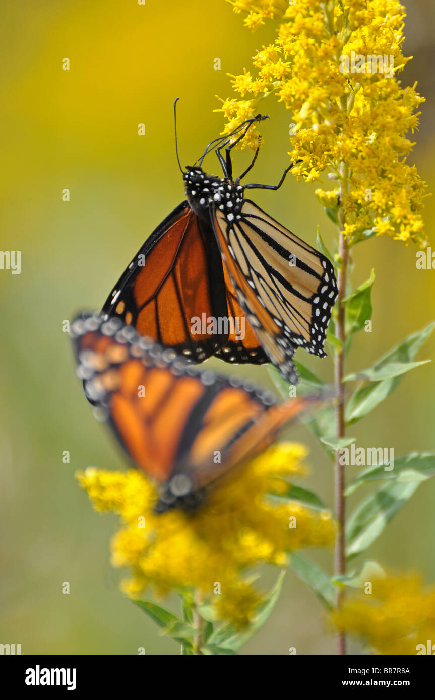 Monarch Butterflies Stock Photo