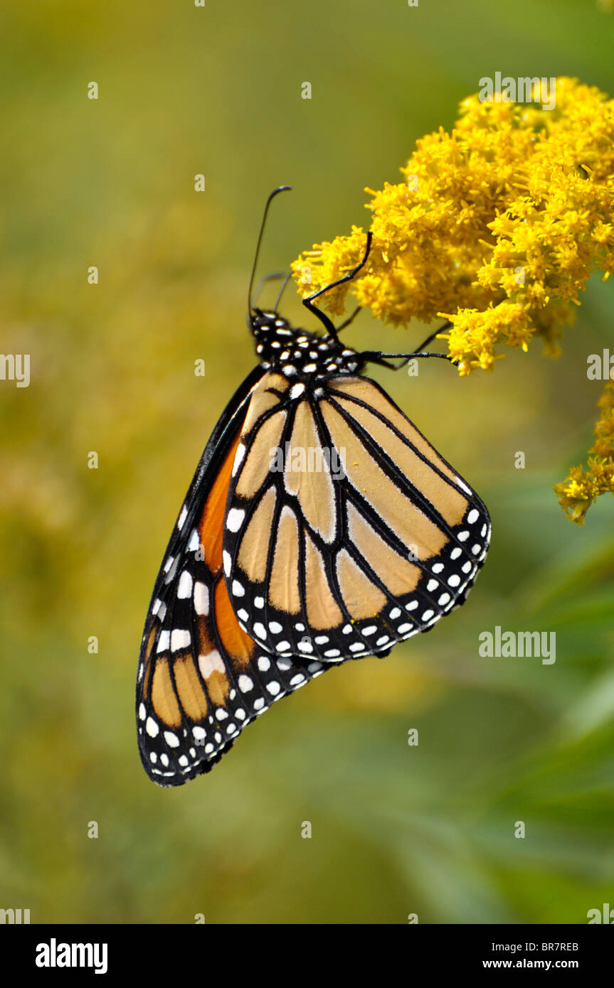 Monarch Butterfly Stock Photo