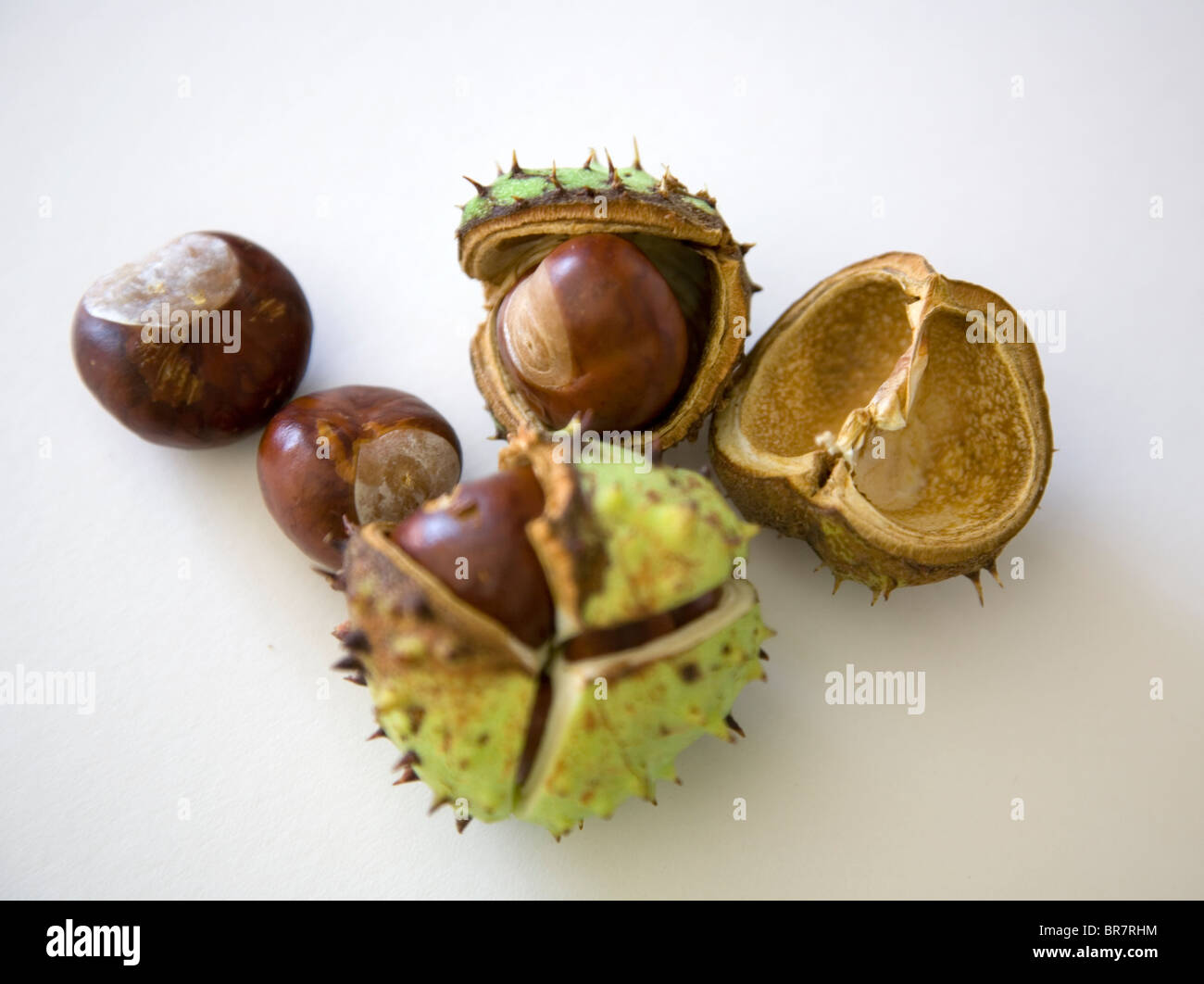 Seeds of horse chestnut hi-res stock photography and images - Alamy